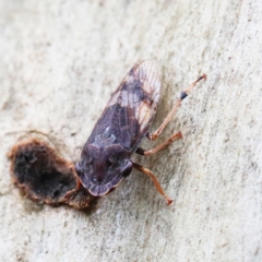 Stenocotis depressa (Leafhopper) at Dryandra St Woodland - 5 Feb 2021 by ConBoekel