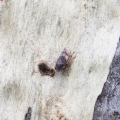 Stenocotis depressa at O'Connor, ACT - 5 Feb 2021 02:52 PM