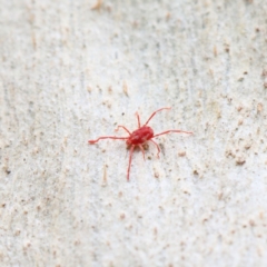 Rainbowia sp. (genus) (A mite) at O'Connor, ACT - 5 Feb 2021 by ConBoekel