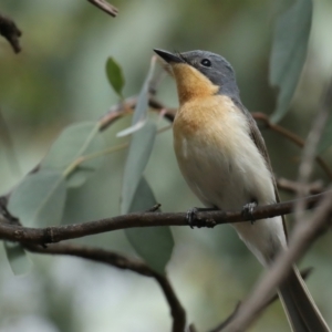 Myiagra rubecula at Ainslie, ACT - 8 Feb 2021