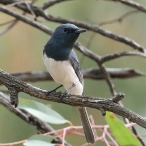 Myiagra rubecula at Ainslie, ACT - 8 Feb 2021