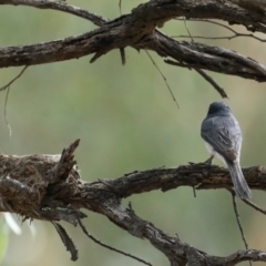 Myiagra rubecula at Ainslie, ACT - 8 Feb 2021