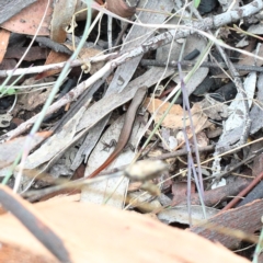 Morethia boulengeri (Boulenger's Skink) at Dryandra St Woodland - 5 Feb 2021 by ConBoekel