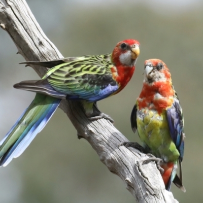 Platycercus eximius (Eastern Rosella) at Ainslie, ACT - 8 Feb 2021 by jbromilow50