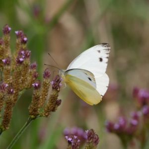 Appias paulina at Tharwa, ACT - 8 Feb 2021