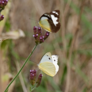 Appias paulina at Tharwa, ACT - 8 Feb 2021 04:31 PM