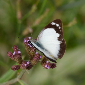 Appias paulina at Tharwa, ACT - 8 Feb 2021