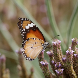 Danaus petilia at Tharwa, ACT - 8 Feb 2021 04:32 PM