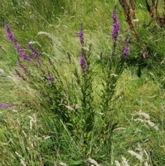 Lythrum salicaria (Purple Loosestrife) at Rendezvous Creek, ACT - 16 Jan 2021 by nath_kay