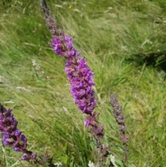 Lythrum salicaria at Rendezvous Creek, ACT - 16 Jan 2021 12:03 PM