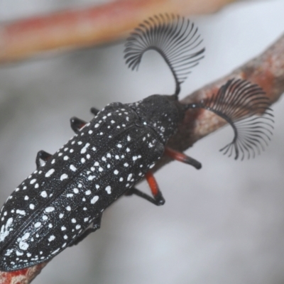Rhipicera femorata (Feather-horned beetle) at Kosciuszko National Park, NSW - 8 Feb 2021 by Harrisi