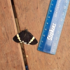 Eutrichopidia latinus (Yellow-banded Day-moth) at Conder, ACT - 9 Feb 2021 by Nona