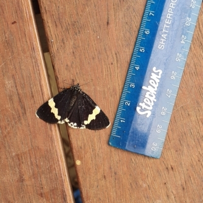 Eutrichopidia latinus (Yellow-banded Day-moth) at Conder, ACT - 9 Feb 2021 by Nona