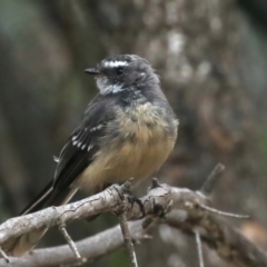 Rhipidura albiscapa (Grey Fantail) at Majura, ACT - 4 Feb 2021 by jb2602