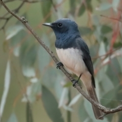 Myiagra rubecula (Leaden Flycatcher) at Majura, ACT - 4 Feb 2021 by jb2602