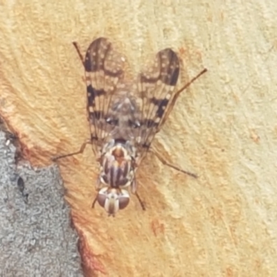 Pyrgotidae sp. (family) (A pyrgotid fly) at Gungaderra Grasslands - 8 Feb 2021 by tpreston