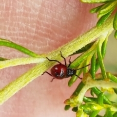 Cermatulus nasalis (Predatory shield bug, Glossy shield bug) at Gungaderra Grasslands - 8 Feb 2021 by tpreston