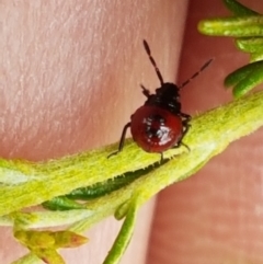 Cermatulus nasalis at Kaleen, ACT - 9 Feb 2021