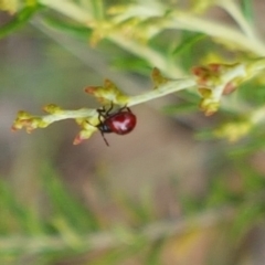 Cermatulus nasalis at Kaleen, ACT - 9 Feb 2021