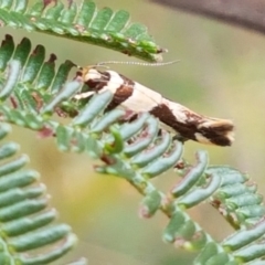 Macrobathra desmotoma ( A Cosmet moth) at Kaleen, ACT - 8 Feb 2021 by tpreston