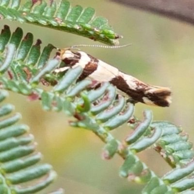 Macrobathra desmotoma ( A Cosmet moth) at Gungaderra Grasslands - 9 Feb 2021 by trevorpreston