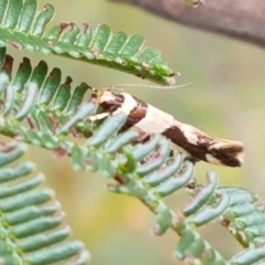 Macrobathra desmotoma at Kaleen, ACT - 9 Feb 2021 10:37 AM