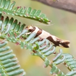 Macrobathra desmotoma at Kaleen, ACT - 9 Feb 2021