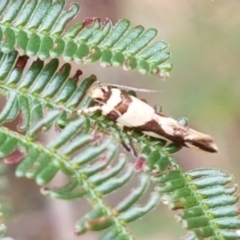 Macrobathra desmotoma at Kaleen, ACT - 9 Feb 2021 10:37 AM