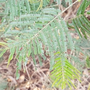 Acacia mearnsii at Kaleen, ACT - 9 Feb 2021 10:37 AM