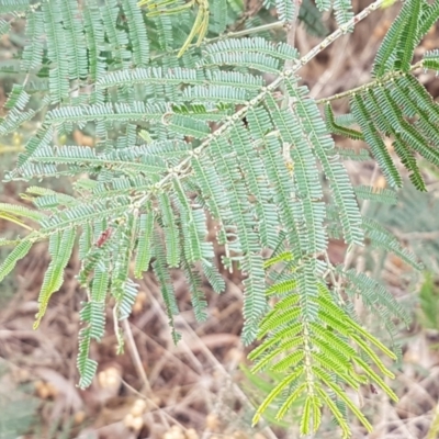 Acacia mearnsii (Black Wattle) at Gungaderra Grasslands - 8 Feb 2021 by tpreston