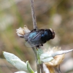 Australophyra rostrata (Black Carrion Fly) at Kaleen, ACT - 9 Feb 2021 by trevorpreston