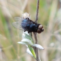 Australophyra rostrata at Kaleen, ACT - 9 Feb 2021 10:38 AM