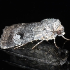 Thoracolopha flexirena (Zoned Noctuid) at Ainslie, ACT - 4 Feb 2021 by jb2602