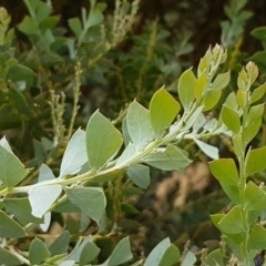 Acacia cultriformis (Knife Leaf Wattle) at Kaleen, ACT - 9 Feb 2021 by trevorpreston