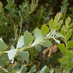Acacia cultriformis (Knife Leaf Wattle) at Kaleen, ACT - 8 Feb 2021 by tpreston