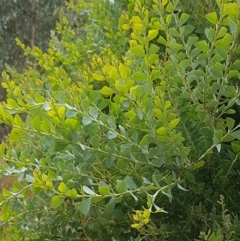 Acacia cultriformis at Kaleen, ACT - 9 Feb 2021