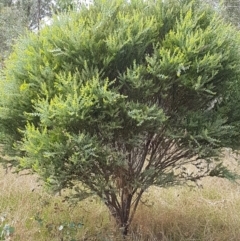 Acacia cultriformis at Kaleen, ACT - 9 Feb 2021