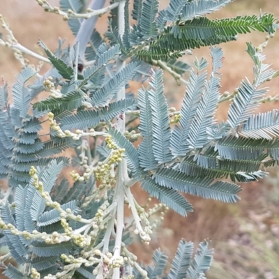 Acacia dealbata (Silver Wattle) at Gungaderra Grasslands - 8 Feb 2021 by tpreston