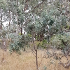 Acacia dealbata at Kaleen, ACT - 9 Feb 2021