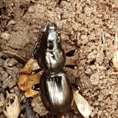 Promecoderus sp. (genus) (Predaceous ground beetle) at Kaleen, ACT - 8 Feb 2021 by trevorpreston