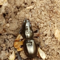 Promecoderus sp. (genus) at Kaleen, ACT - 9 Feb 2021 10:49 AM