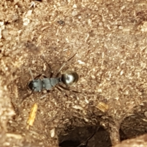 Polyrhachis sp. (genus) at Kaleen, ACT - 9 Feb 2021 10:50 AM