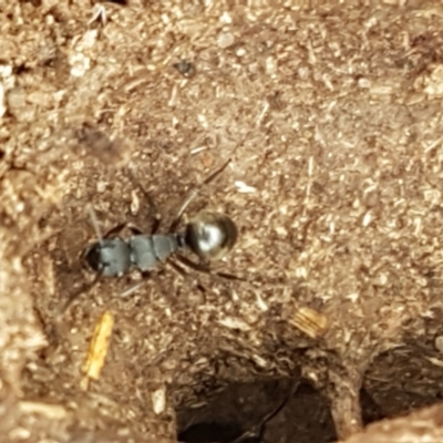 Polyrhachis sp. (genus) (A spiny ant) at Kaleen, ACT - 9 Feb 2021 by trevorpreston