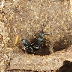 Polyrhachis sp. (genus) at Kaleen, ACT - 9 Feb 2021