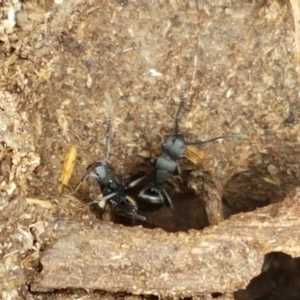 Polyrhachis sp. (genus) at Kaleen, ACT - 9 Feb 2021