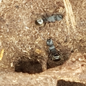 Polyrhachis sp. (genus) at Kaleen, ACT - 9 Feb 2021 10:50 AM