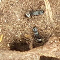 Polyrhachis sp. (genus) at Kaleen, ACT - 9 Feb 2021