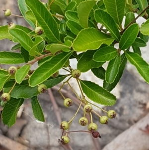 Pyracantha crenulata at Kaleen, ACT - 9 Feb 2021