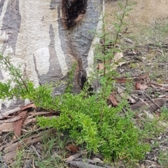 Pyracantha crenulata at Kaleen, ACT - 9 Feb 2021
