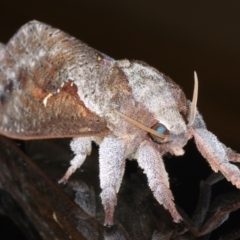 Elhamma australasiae (A Swift or Ghost moth (Hepialidae)) at Ainslie, ACT - 4 Feb 2021 by jb2602